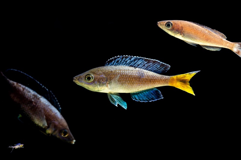 Cyprichromis sp. 'brilliant jumbo' Kitumba